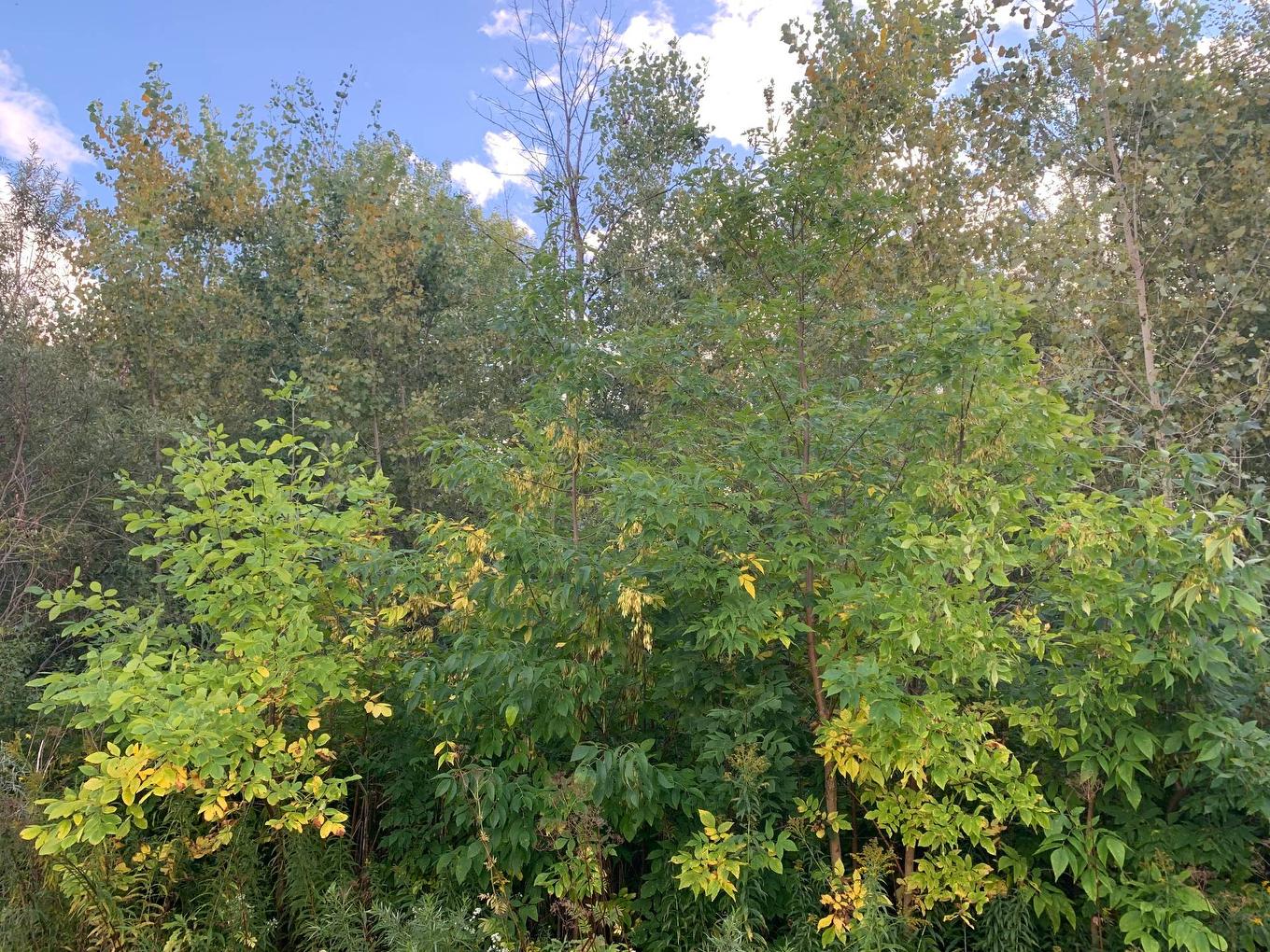 Land/Lot - 100E Avenue, Laval (Chomedey), QC