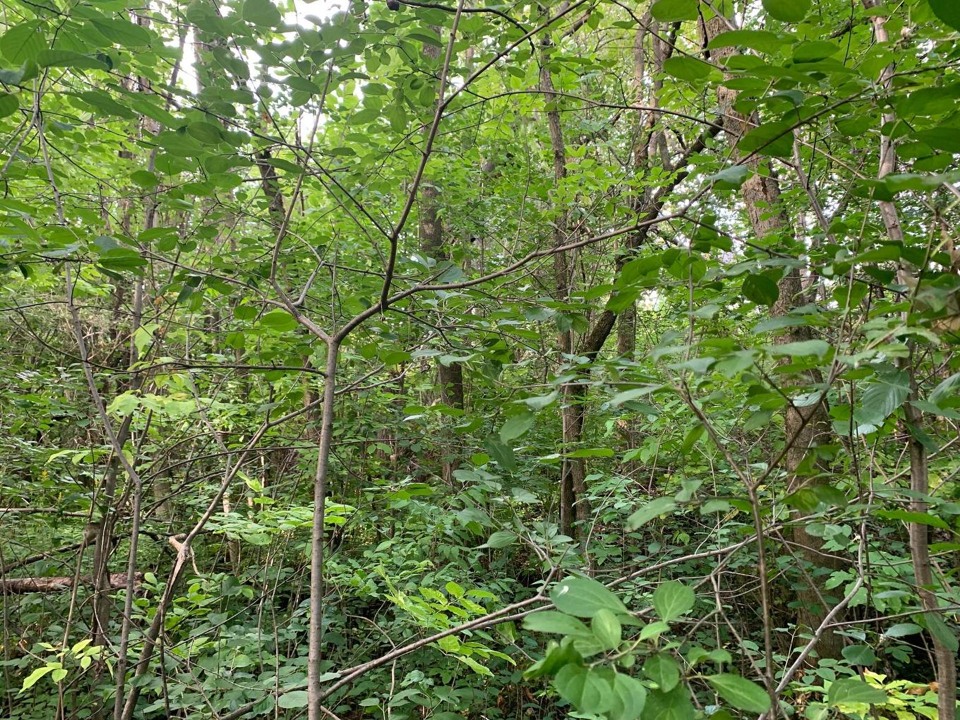 Land/Lot - 100E Avenue, Laval (Chomedey), QC