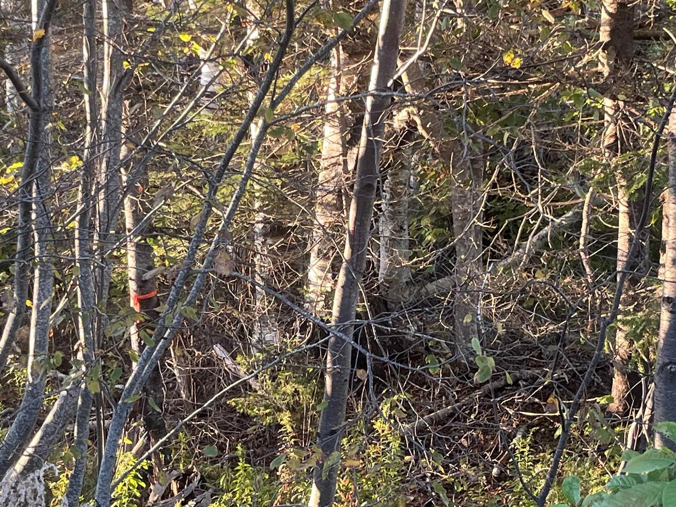 Lot 1 East Bay Highway, Big Pond, NS