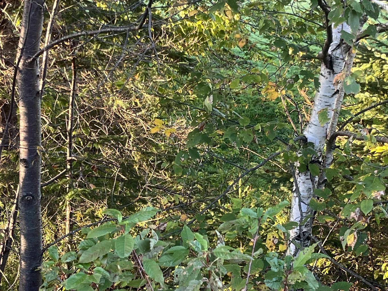 Lot 1 East Bay Highway, Big Pond, NS