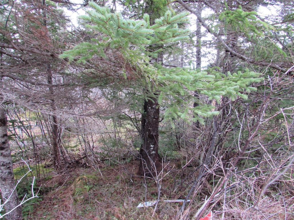 19-23 Bally Hack Road, Avondale, NL