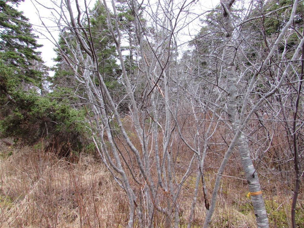 19-23 Bally Hack Road, Avondale, NL