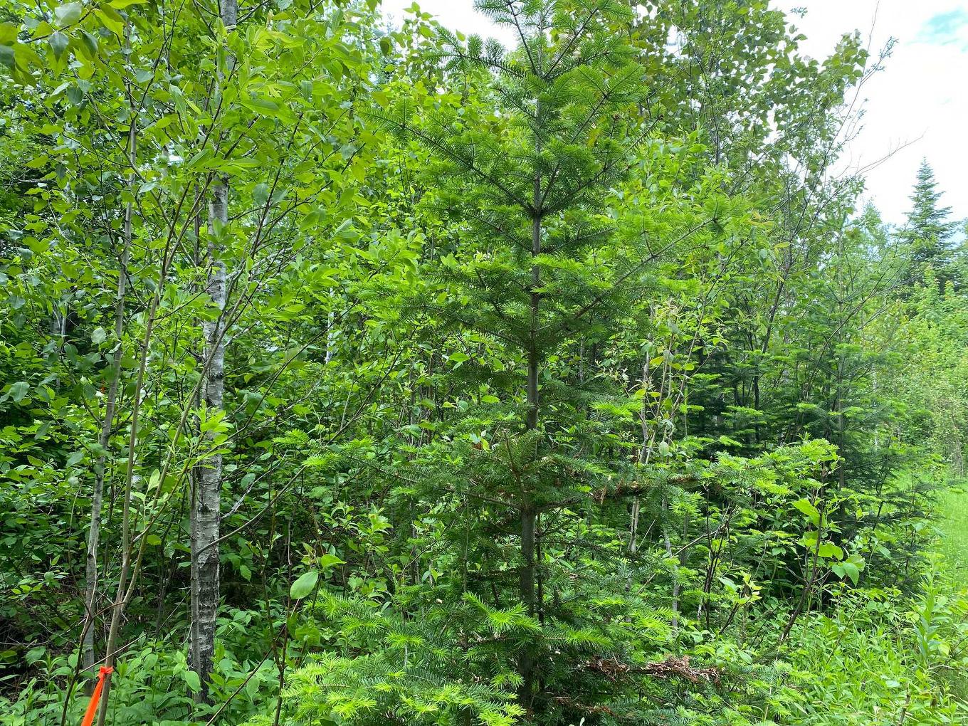 Wooded area - 8E Rang, Saint-Joseph-De-Kamouraska, QC