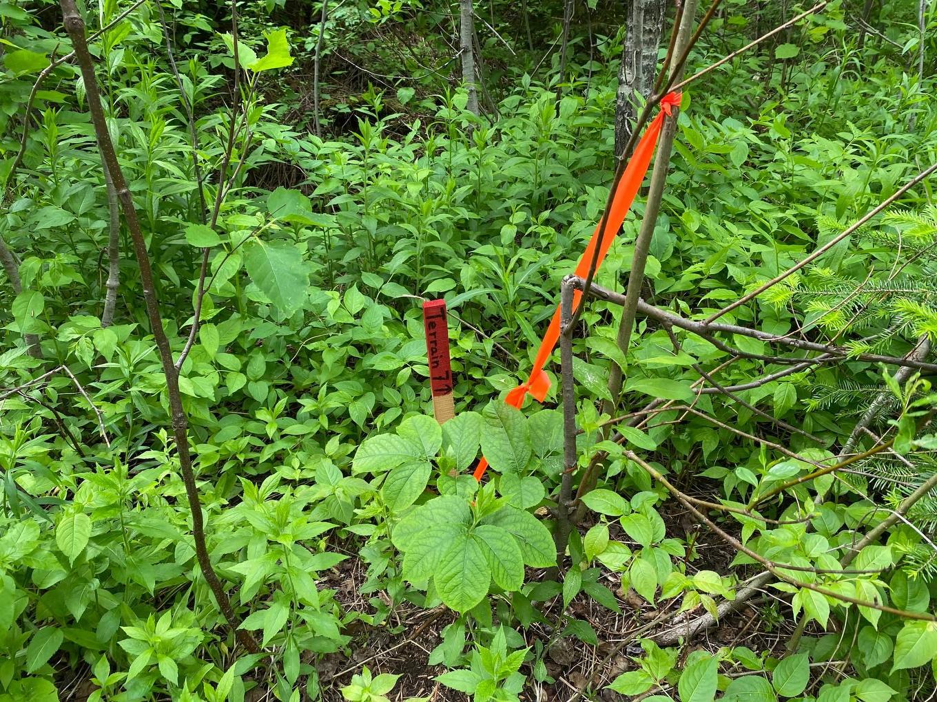 Wooded area - 8E Rang, Saint-Joseph-De-Kamouraska, QC