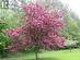 Beautiful cherry trees will help you greet summer