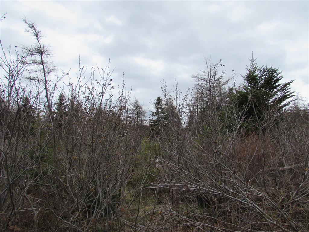 45 New Line Road, Colliers, NL