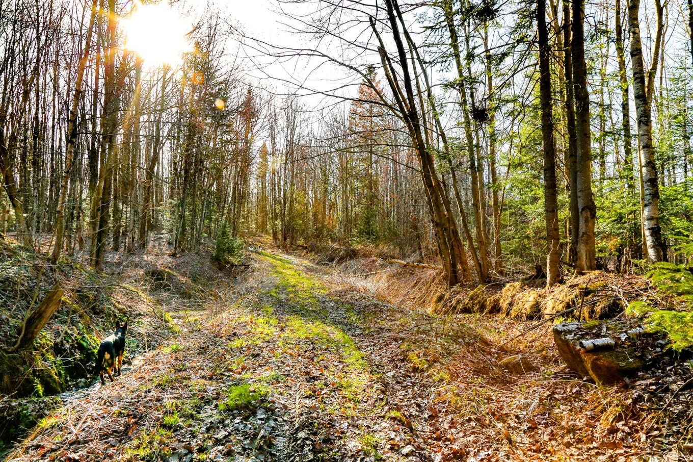 Wooded area - 1411Z 4E Rang, Maricourt, QC