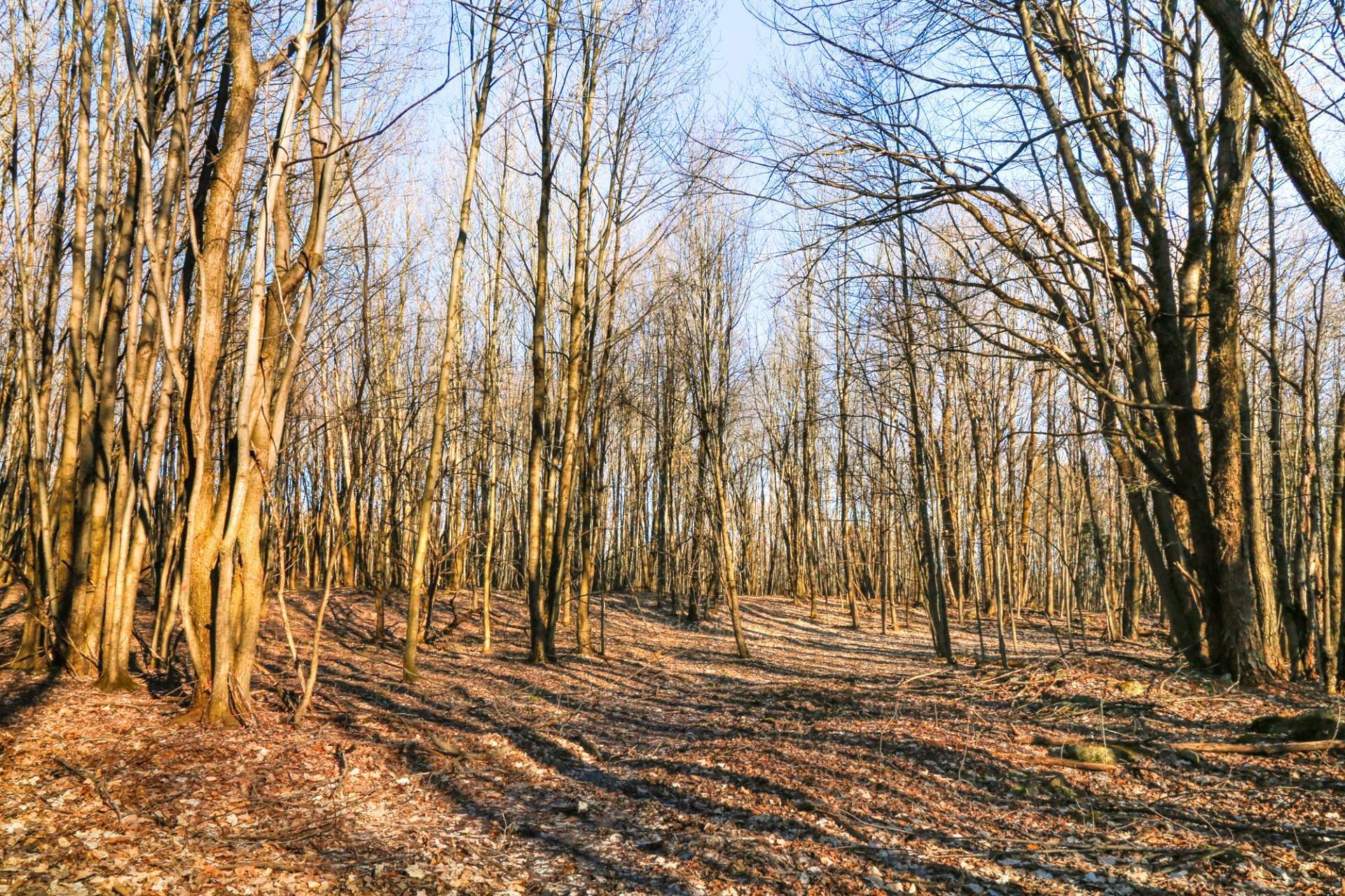 Boisé - 1411Z 4E Rang, Maricourt, QC