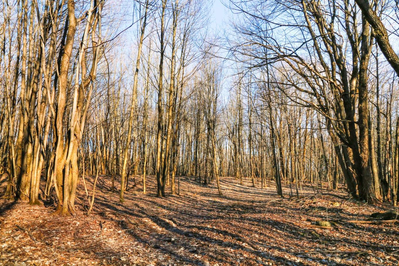 Wooded area - 1411Z 4E Rang, Maricourt, QC