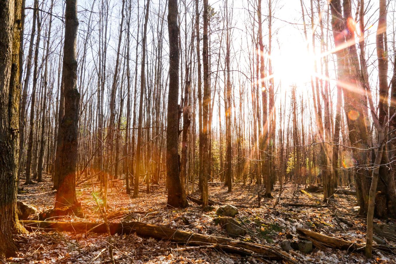 Wooded area - 1411Z 4E Rang, Maricourt, QC