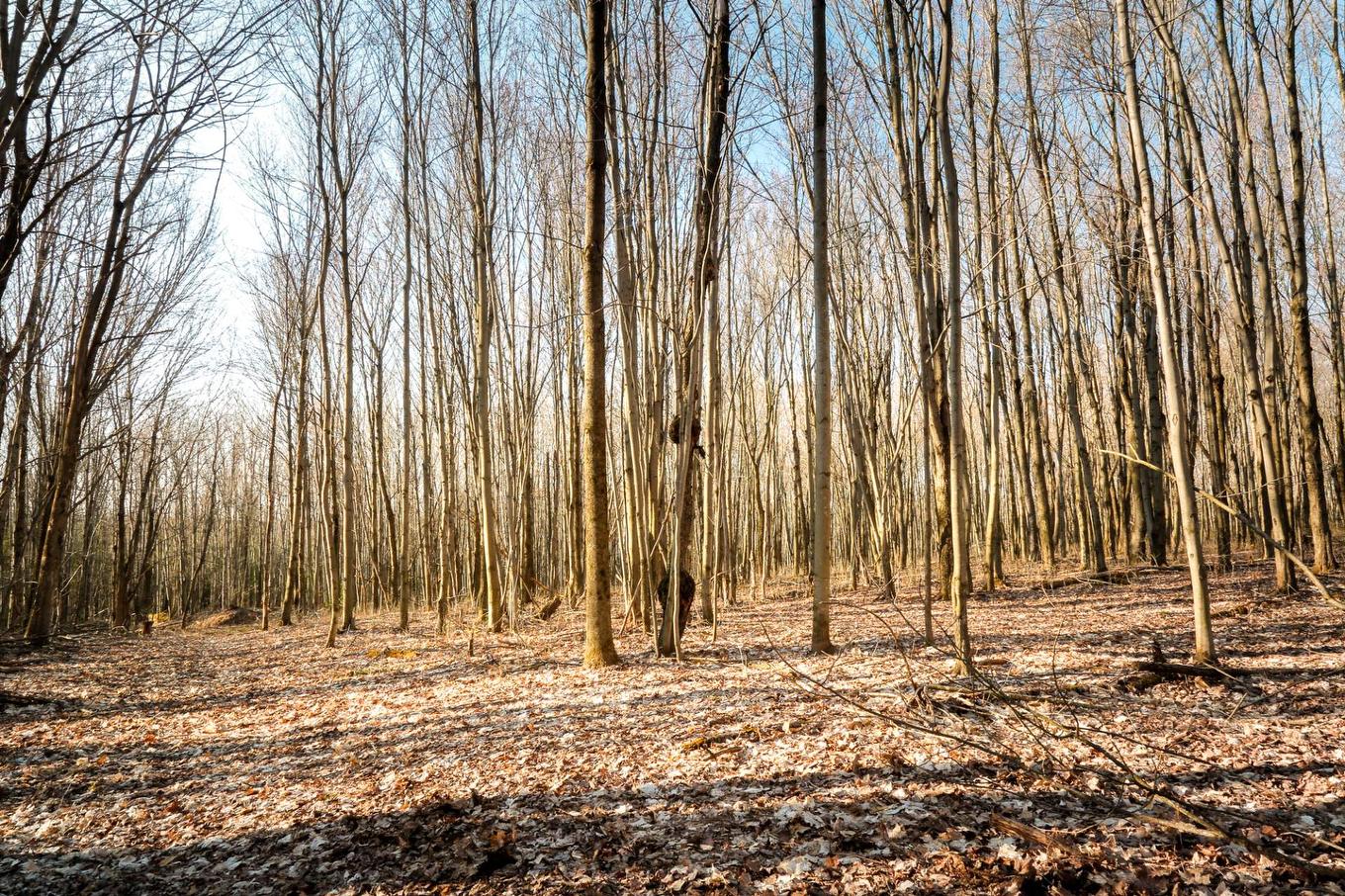 Wooded area - 1411Z 4E Rang, Maricourt, QC