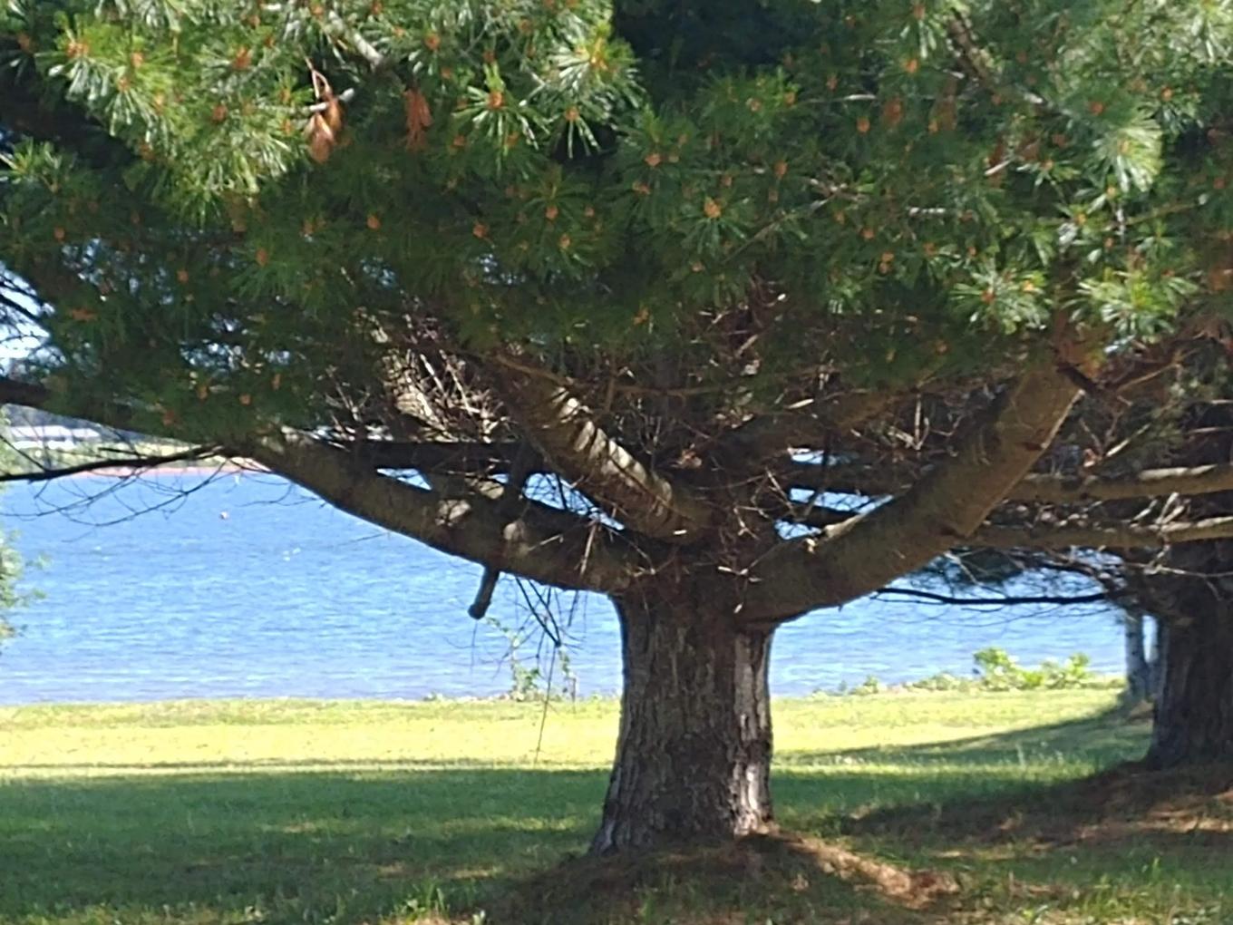 Lot 12 Birch Lane Lane, Georgetown Royalty, PE