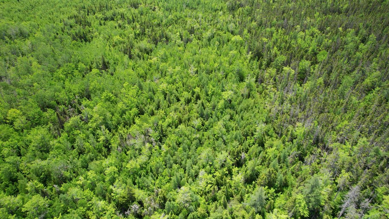 Acreage Port Hill Station Road, Tyne Valley, PE