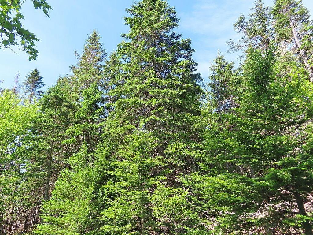 Lot 2 Old Trunk 4 Highway, Soldiers Cove, NS