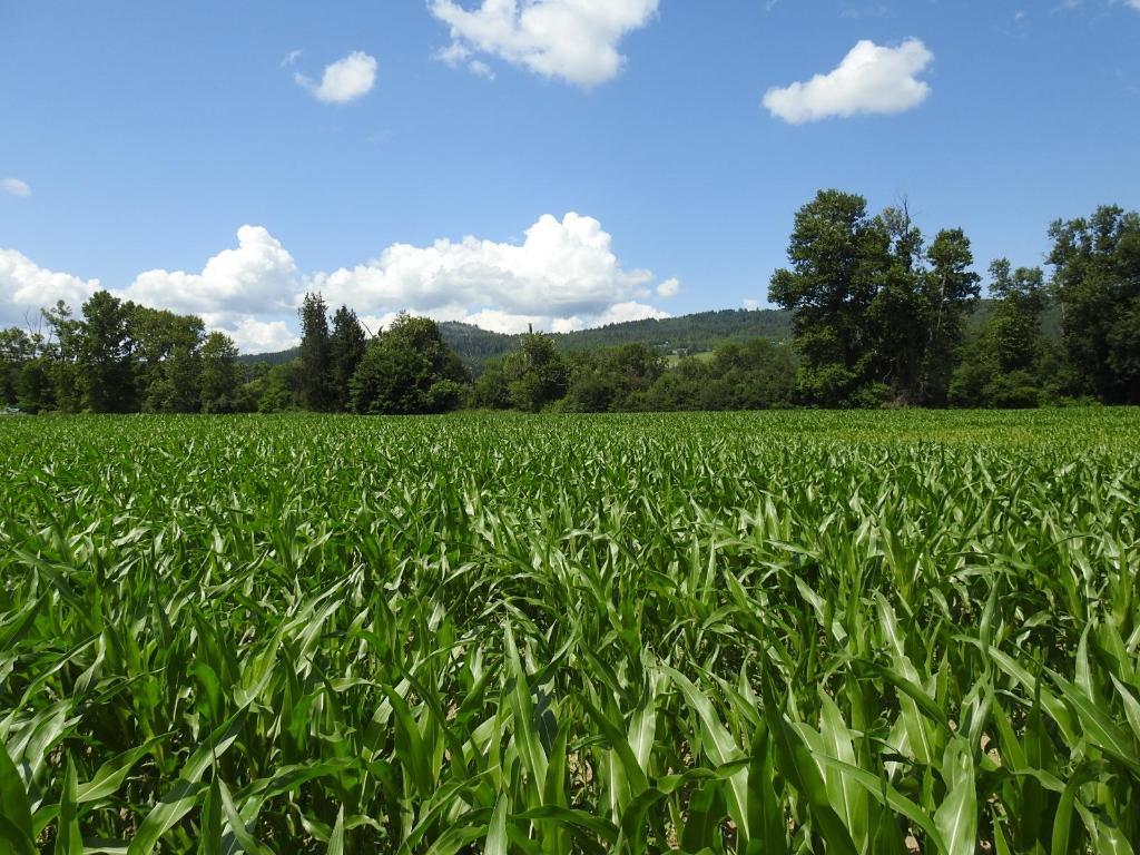 7160 97-A Highway, Grindrod, BC