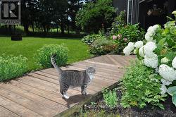 Cat is friendly and is an indoor outdoor owner. -