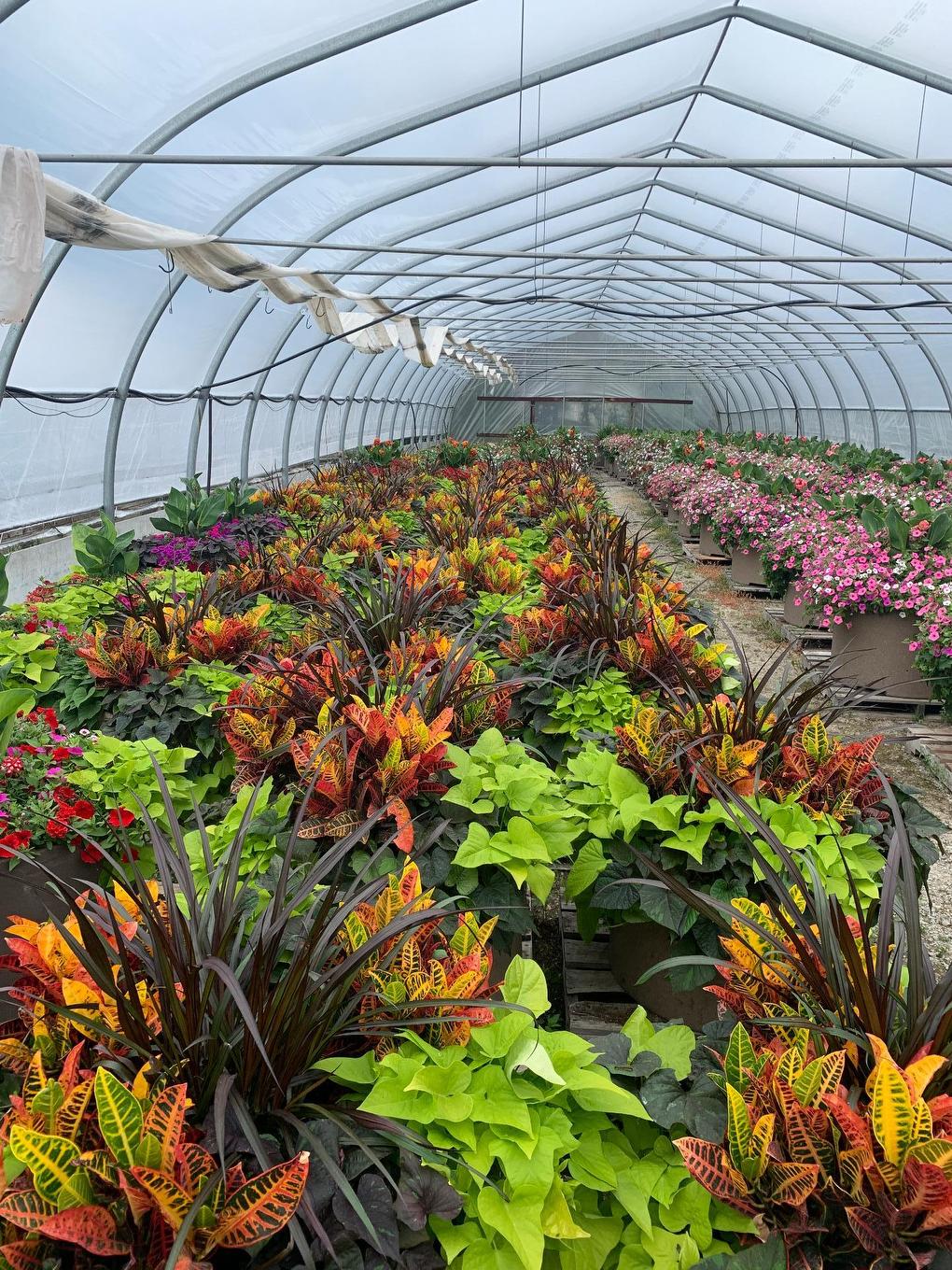 Greenhouse - 215 Ch. England, Rouyn-Noranda, QC - Outdoor