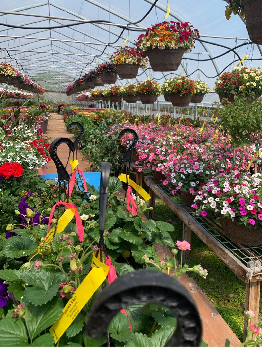 Greenhouse - 215 Ch. England, Rouyn-Noranda, QC - Outdoor