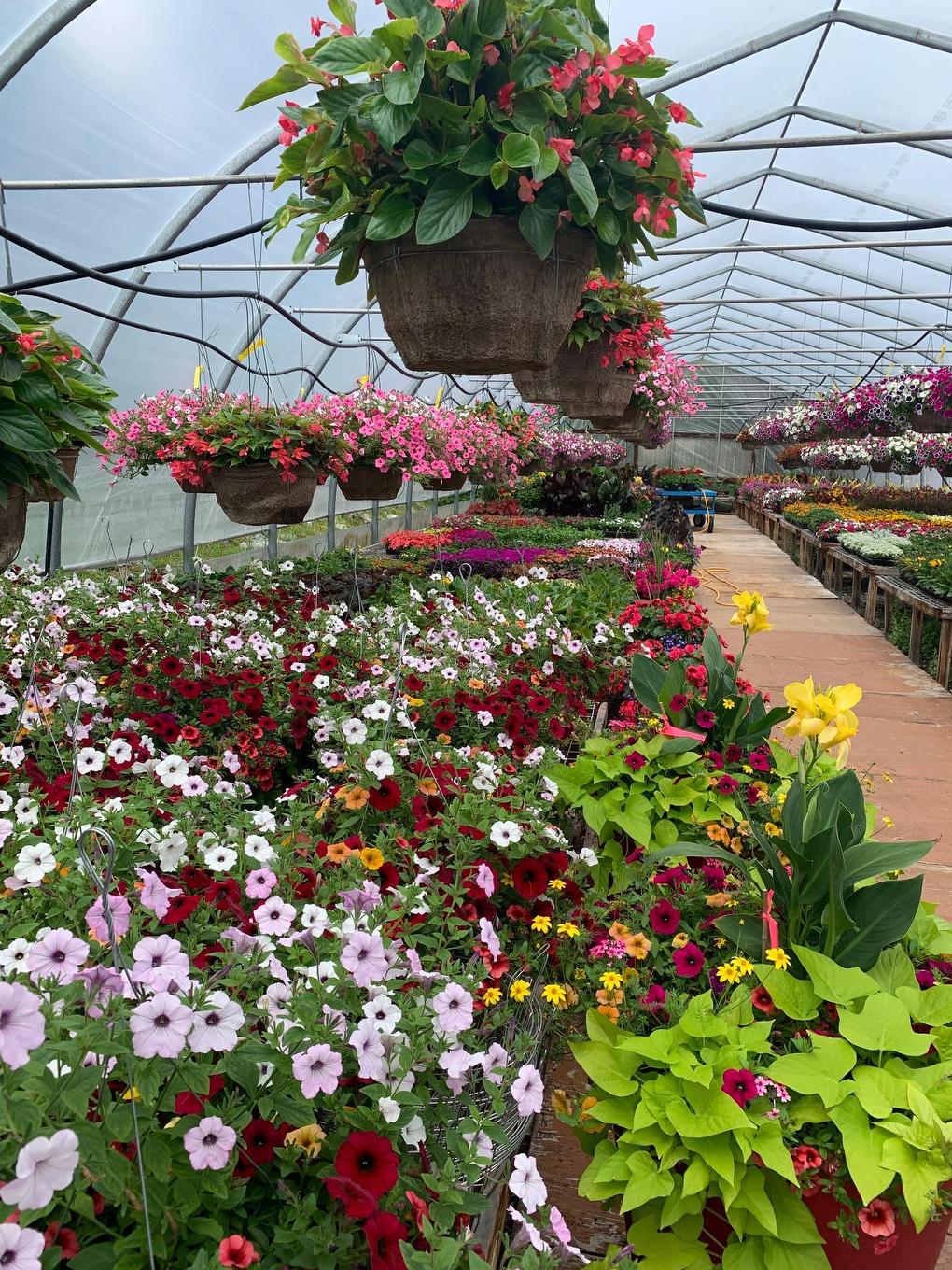 Greenhouse - 215 Ch. England, Rouyn-Noranda, QC - Outdoor