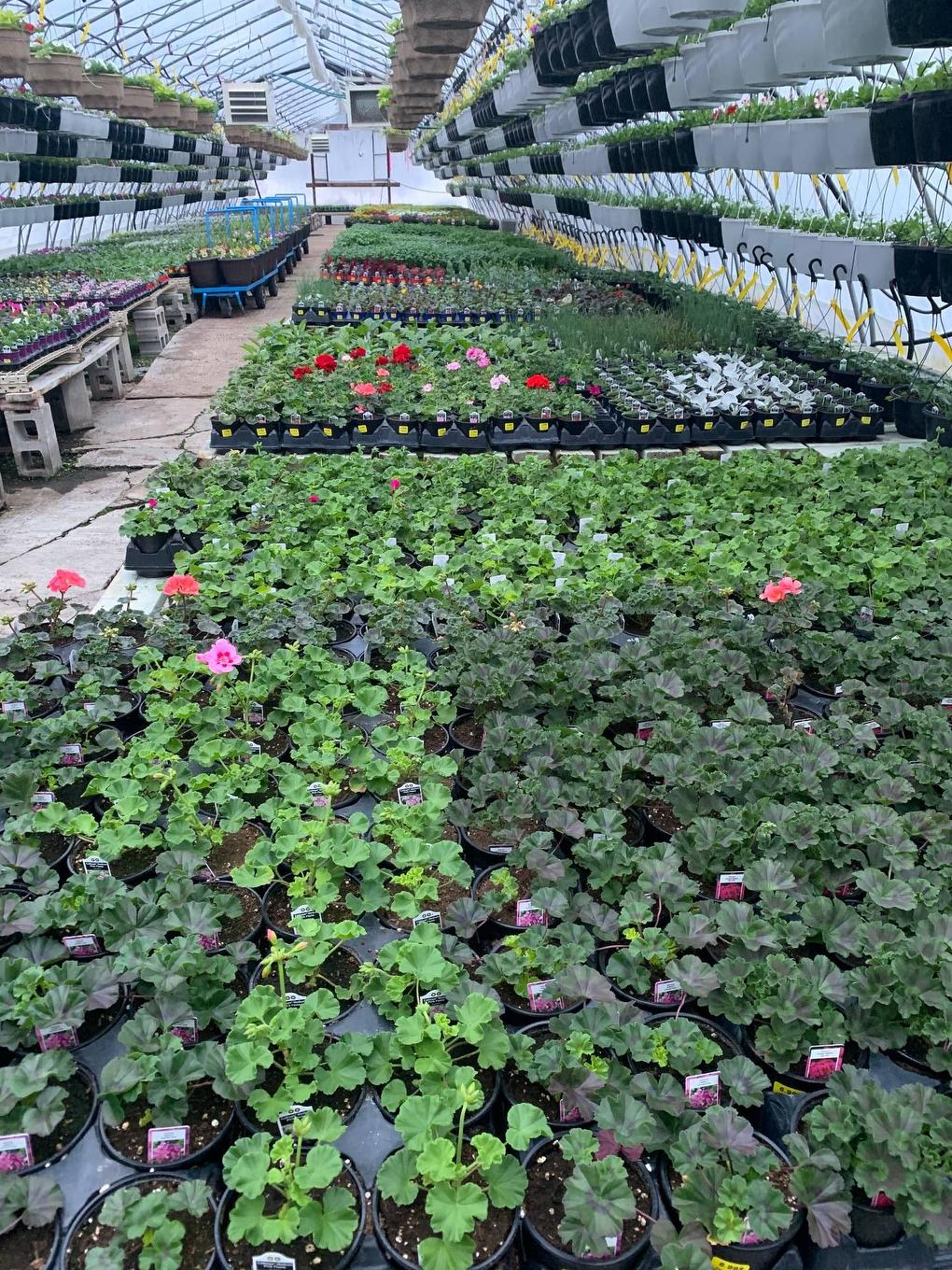 Greenhouse - 215 Ch. England, Rouyn-Noranda, QC - Outdoor