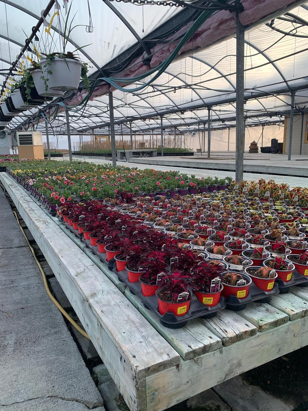 Greenhouse - 215 Ch. England, Rouyn-Noranda, QC - Outdoor