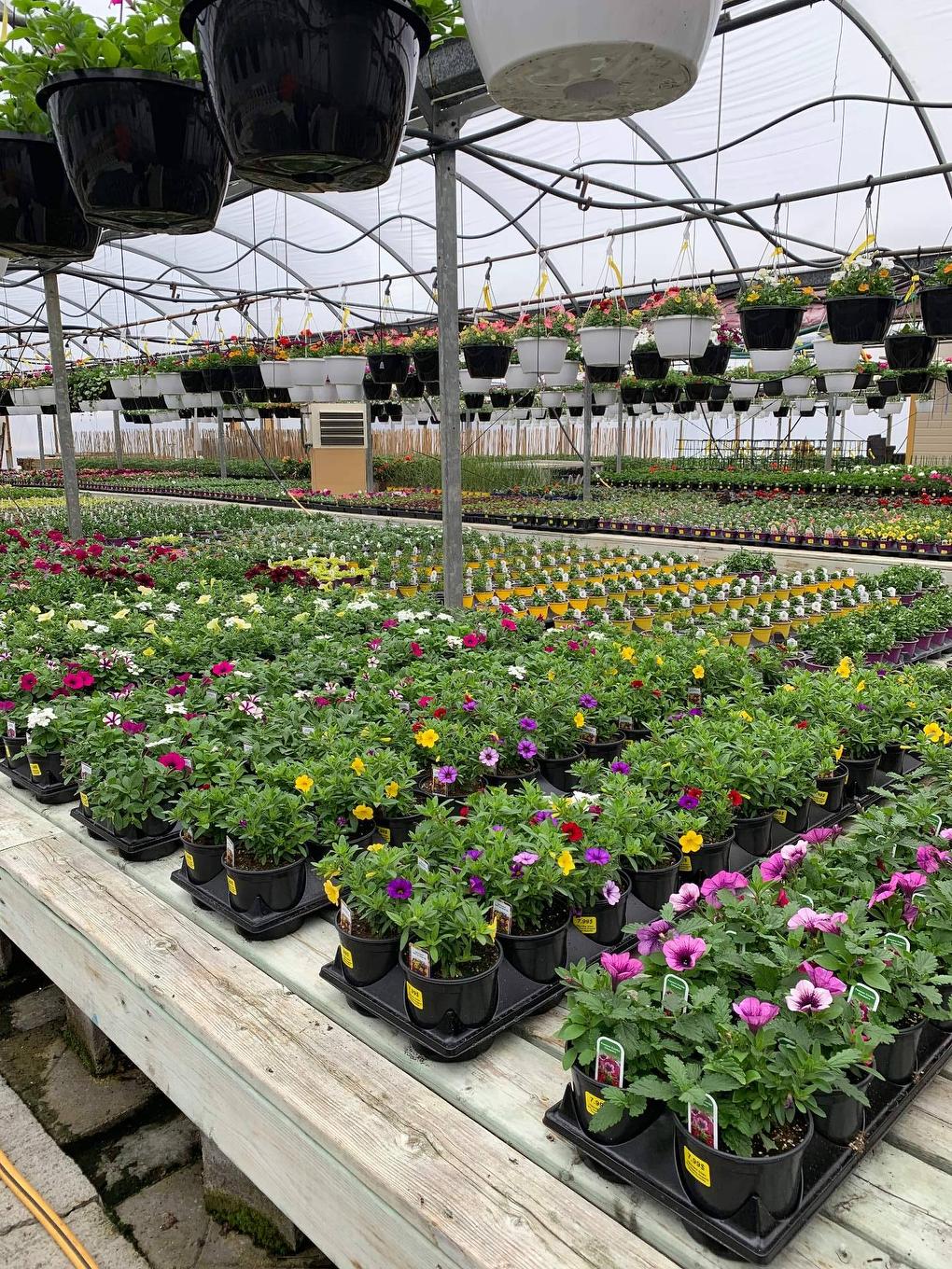 Greenhouse - 215 Ch. England, Rouyn-Noranda, QC - Outdoor