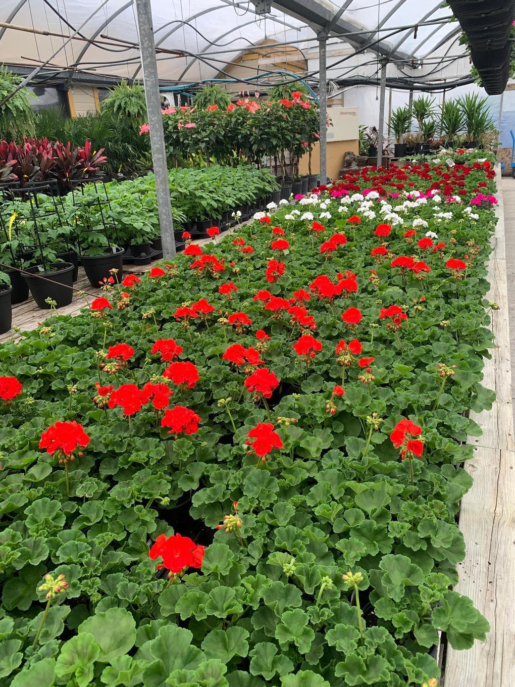 Greenhouse - 215 Ch. England, Rouyn-Noranda, QC - Outdoor