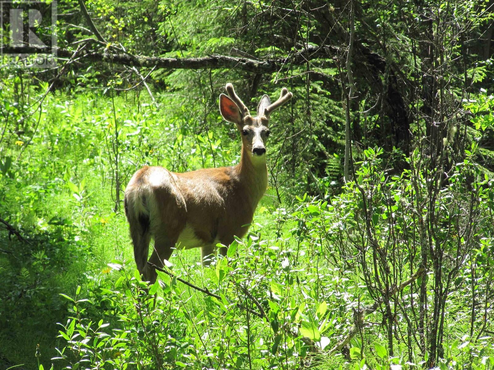 Lots 29 & 30 Mulligan Drive, 100 Mile House, BC