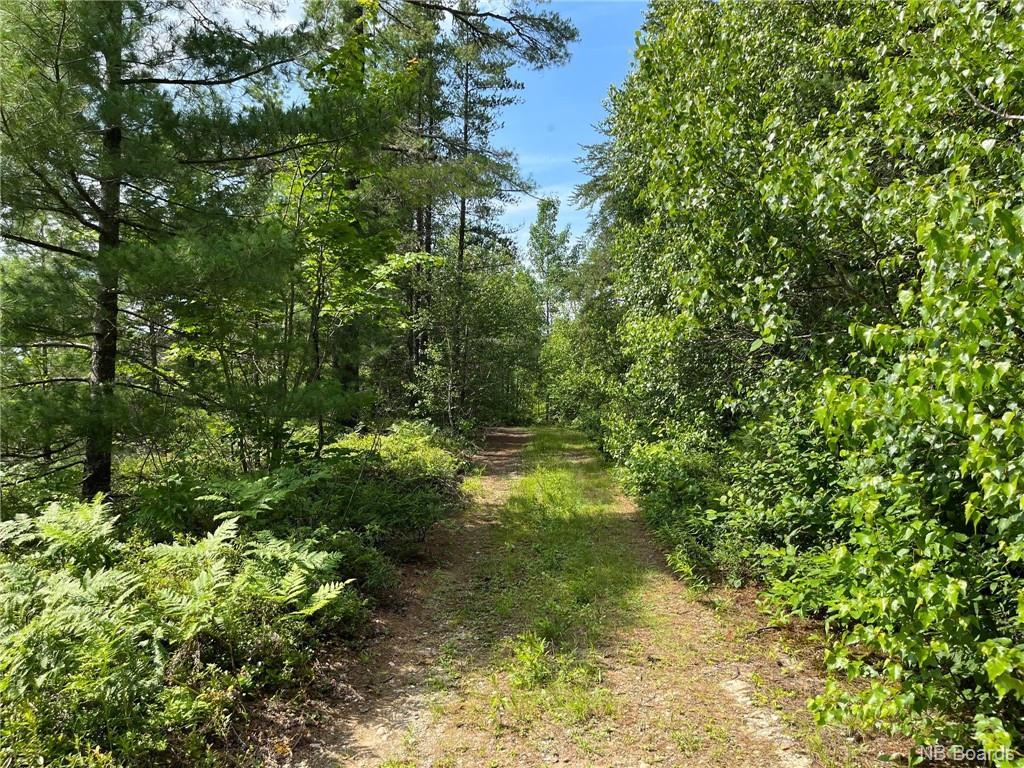 Lot 99-1 Red Pine Lane, Sillikers, NB