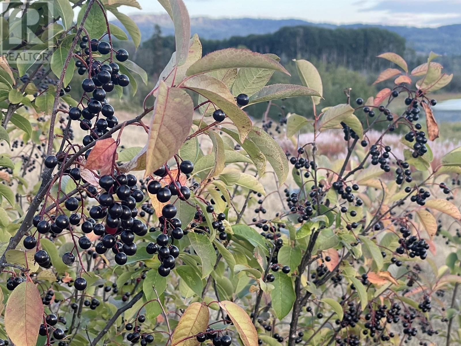 4421 Tyhee Lake Road, Telkwa, BC