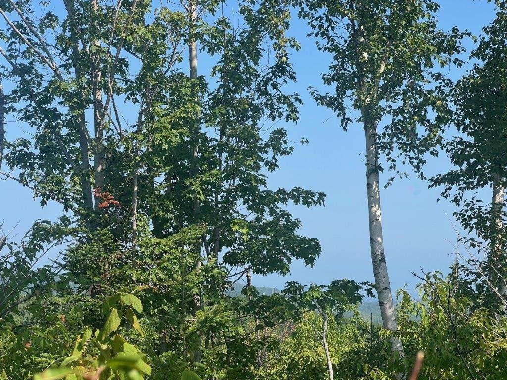 Terre/Terrain - Rang 6 Cap-Chat, Sainte-Anne-Des-Monts, QC