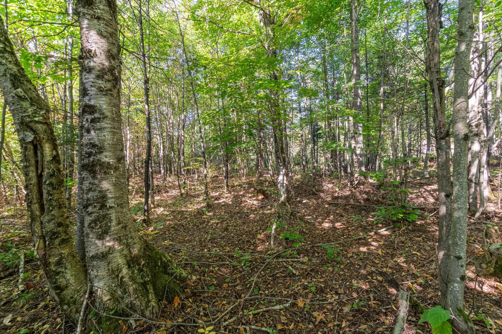 Boisé - Ch. Du Genêt, L'Ascension, QC