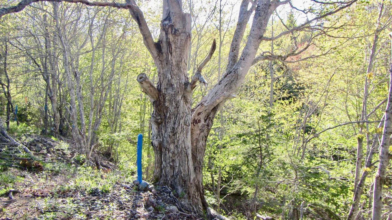 8Lots+80Acres Beechmont Road, Beechmont, NS