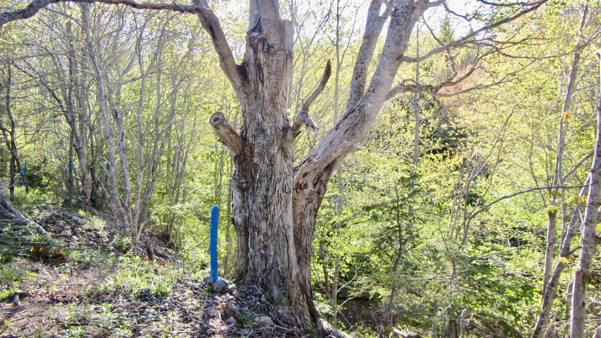 8Lots+80Acres Beechmont Road, Beechmont, NS