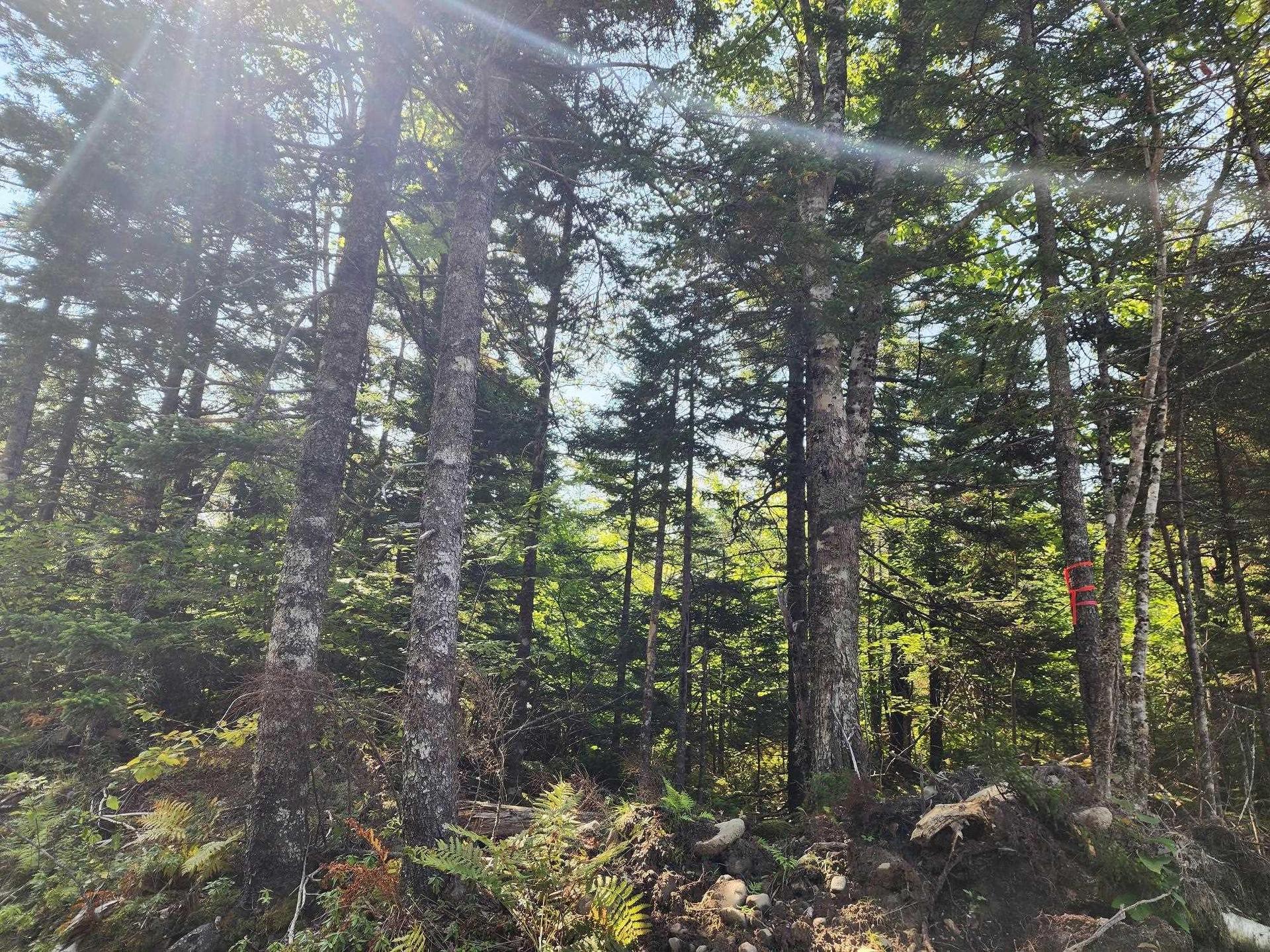 875 Beech Hill Road, Beech Hill Farms, NS