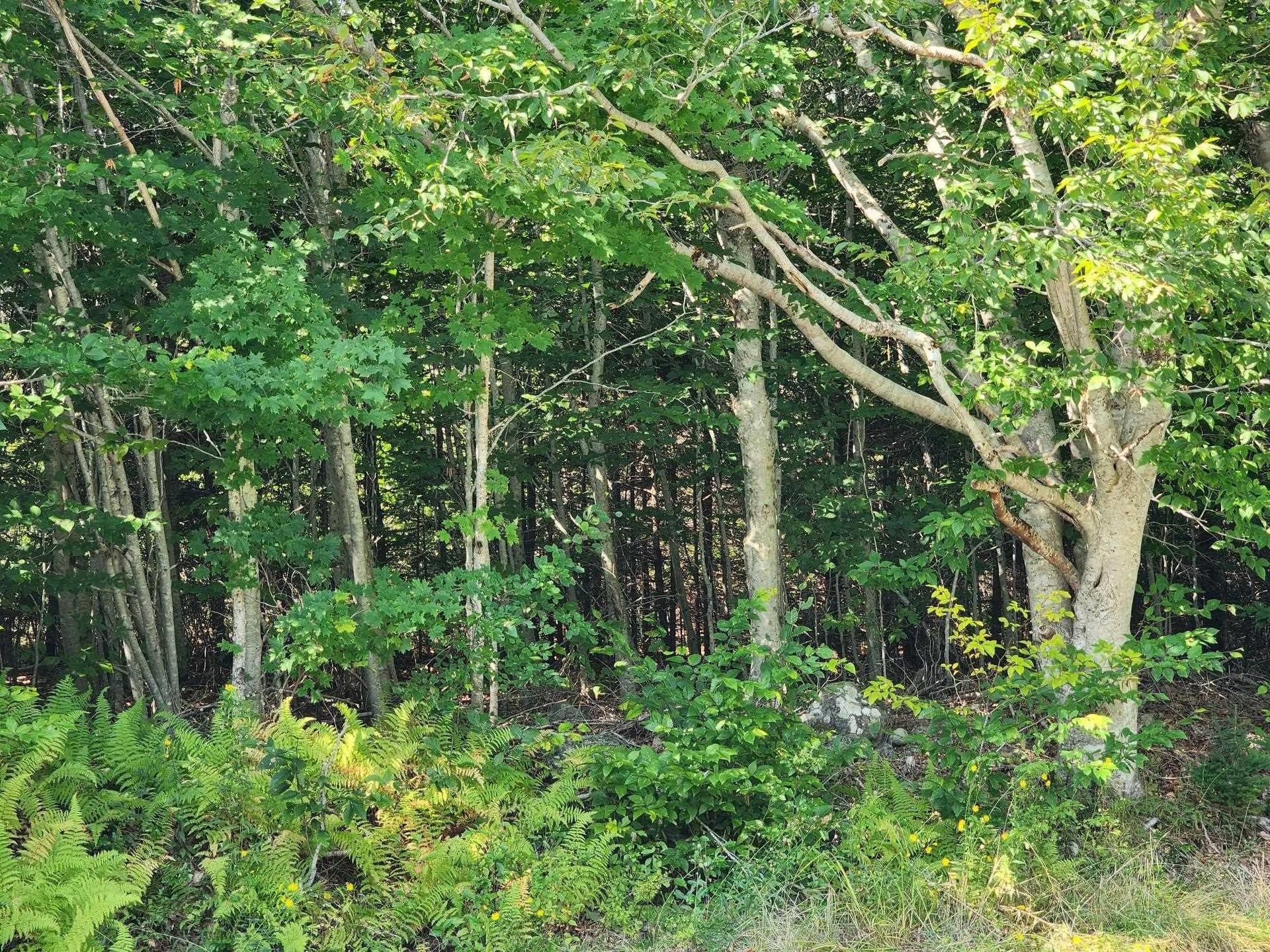 875 Beech Hill Road, Beech Hill Farms, NS