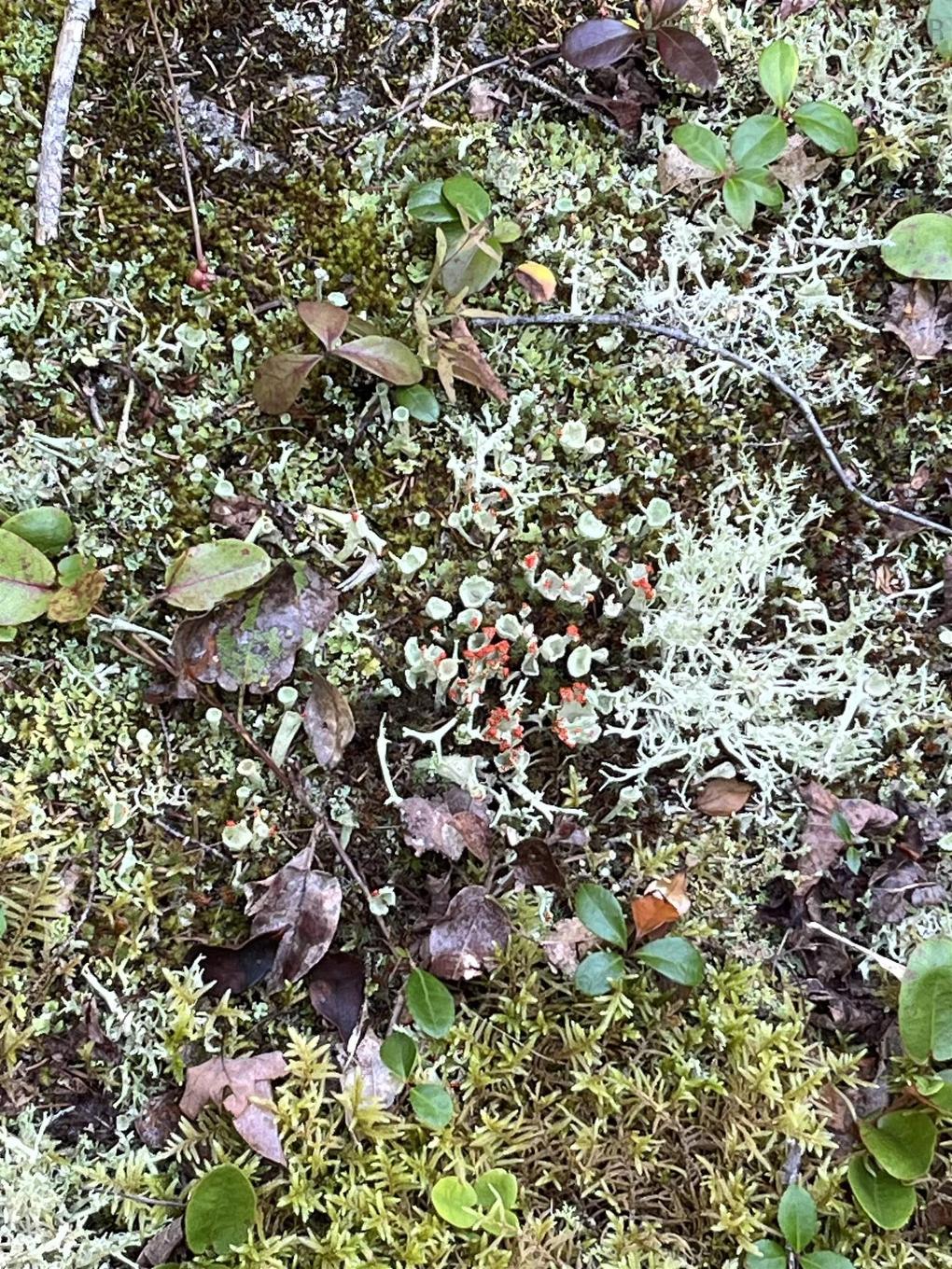 Lot Highway 10, Dalhousie, NS