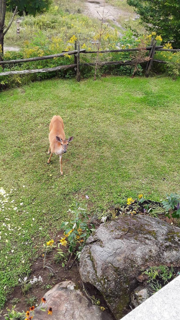 Land/Lot - 4-280 Rue Du Mont-Plaisant, Mont-Tremblant, QC - Outdoor