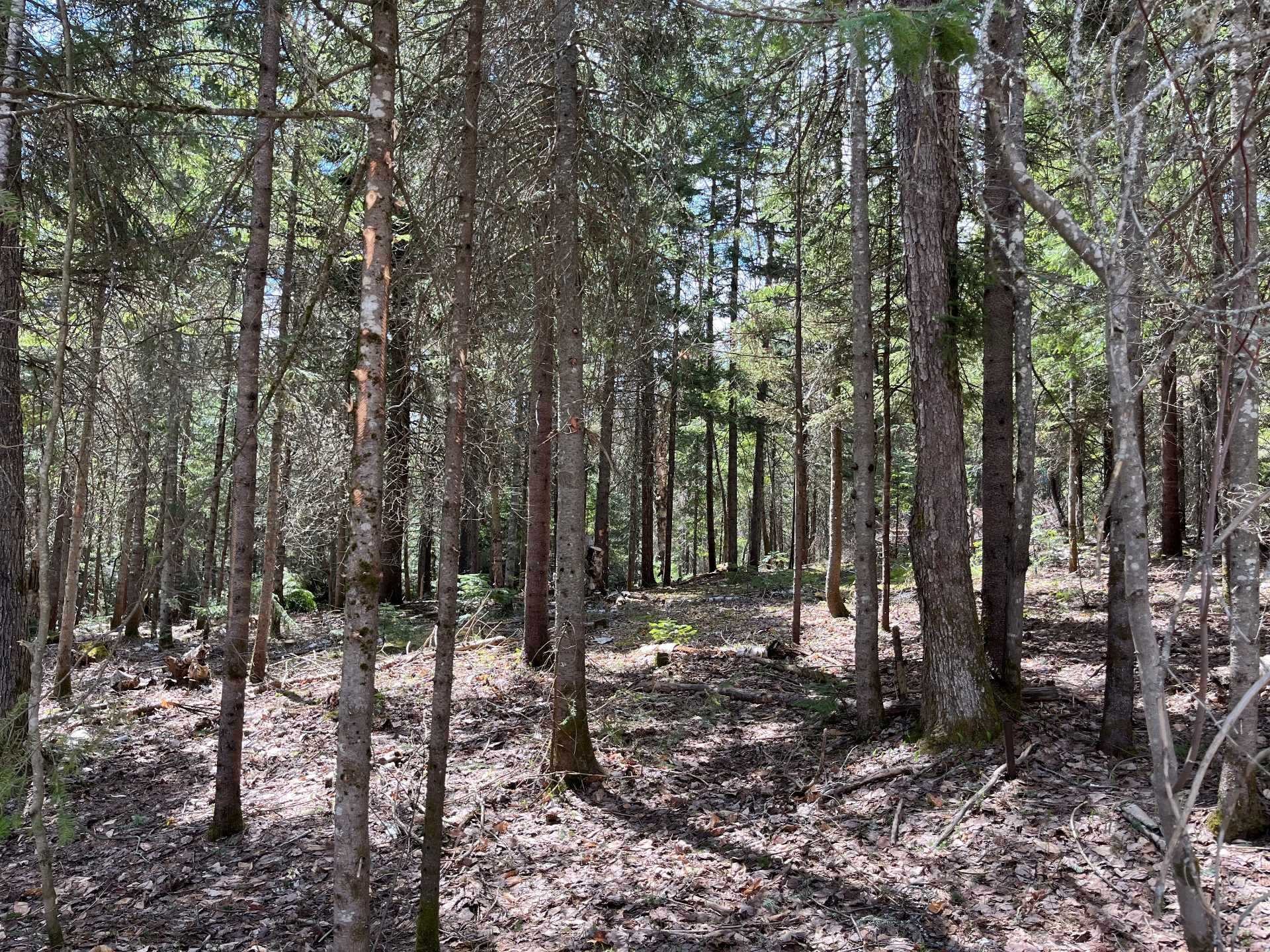 Vue d'ensemble - 7E Rang, Val-David, QC