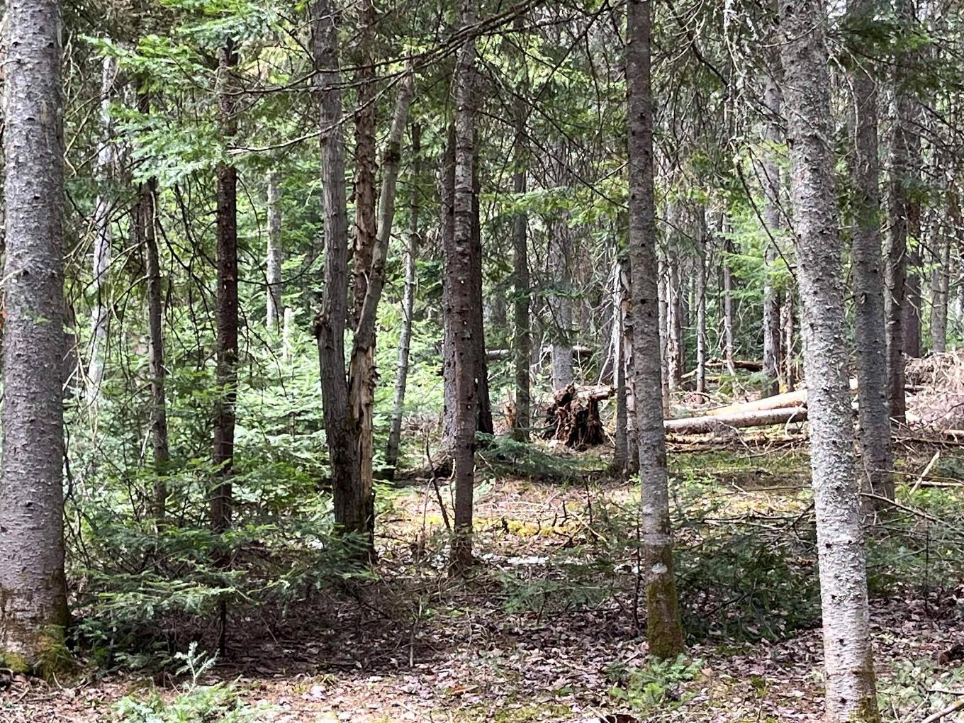 Land/Lot - 7E Rang, Val-David, QC