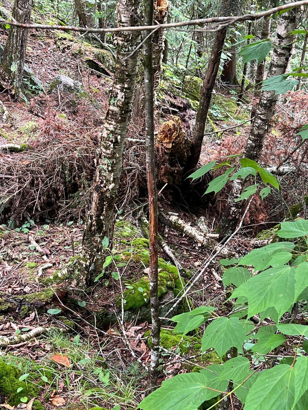 Wooded area - Ch. Tour-Du-Lac-Des-Îles, Mont-Laurier, QC