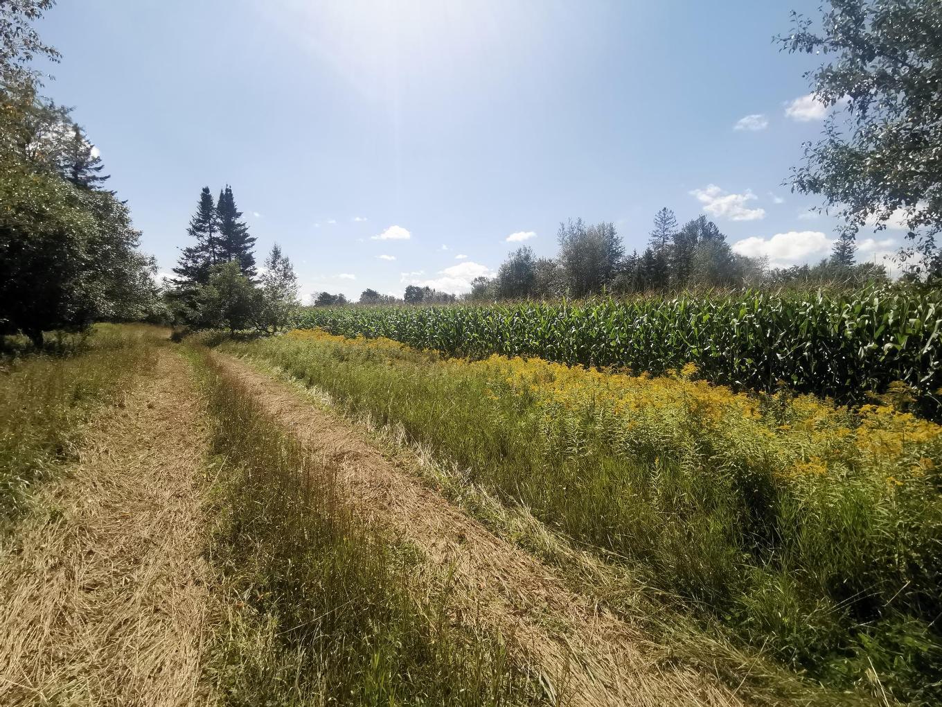 Cour - Route 243, Racine, QC