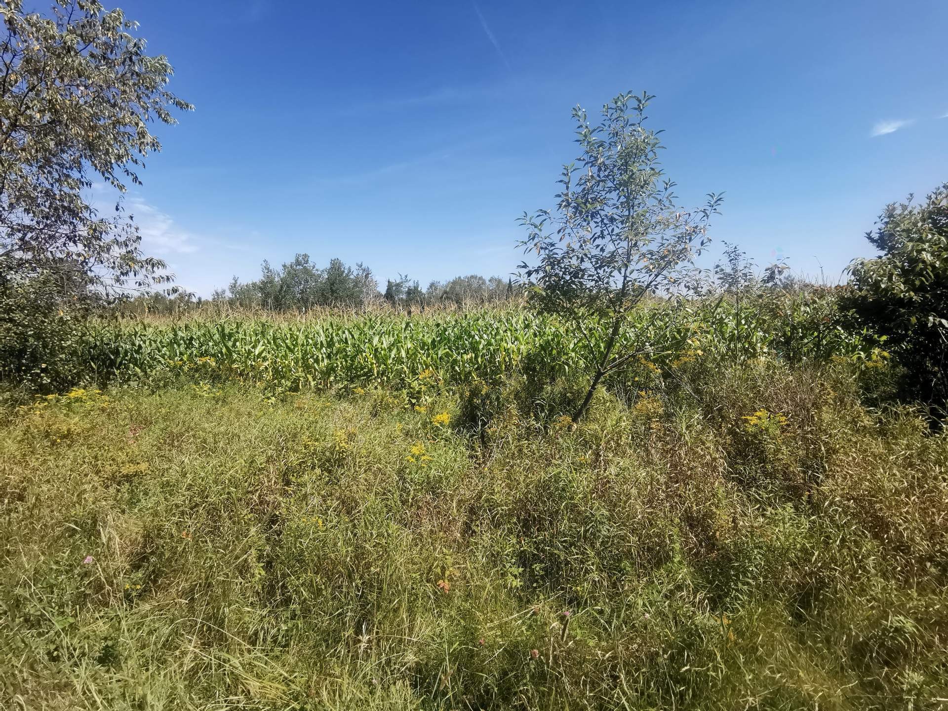 Terre/Terrain - Route 243, Racine, QC