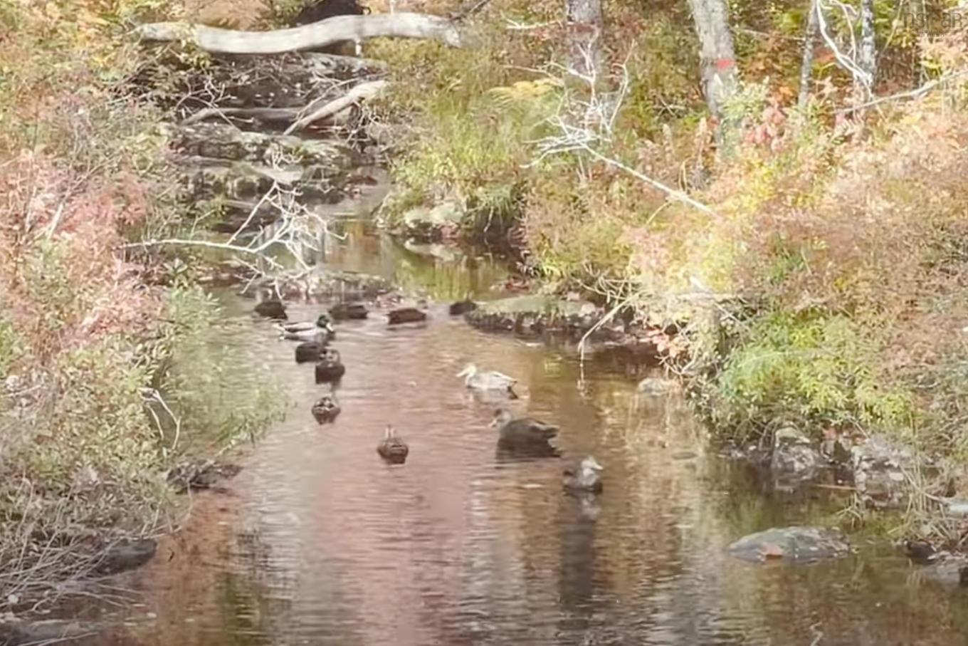 69 Meek Arm Trail, East Hants, NS