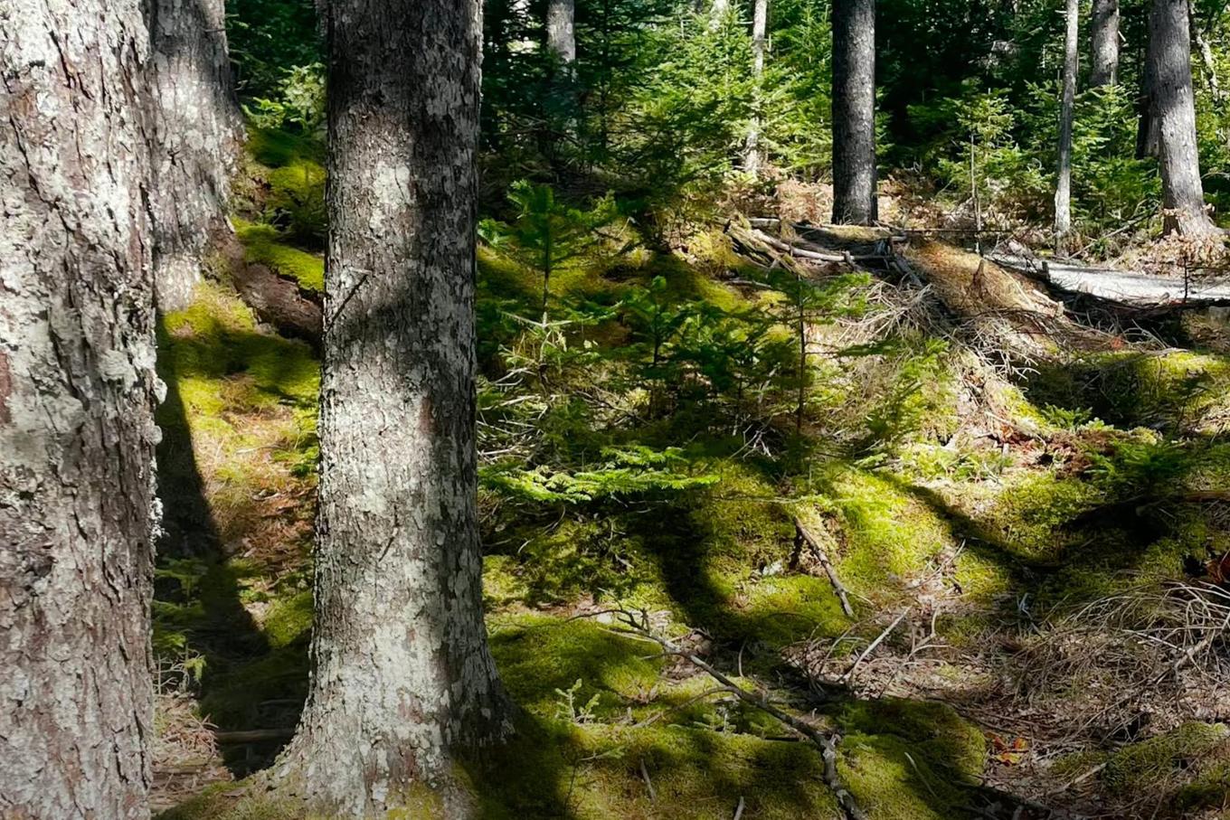 69 Meek Arm Trail, East Hants, NS