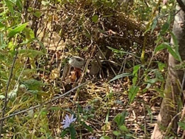 18 Acres Highway 256, West Branch, NS