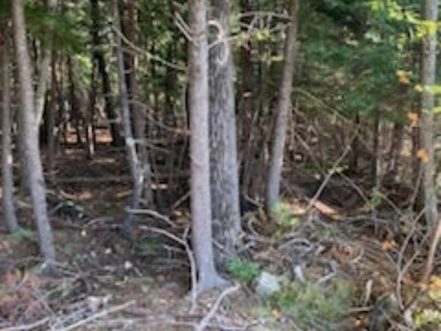 18 Acres Highway 256, West Branch, NS