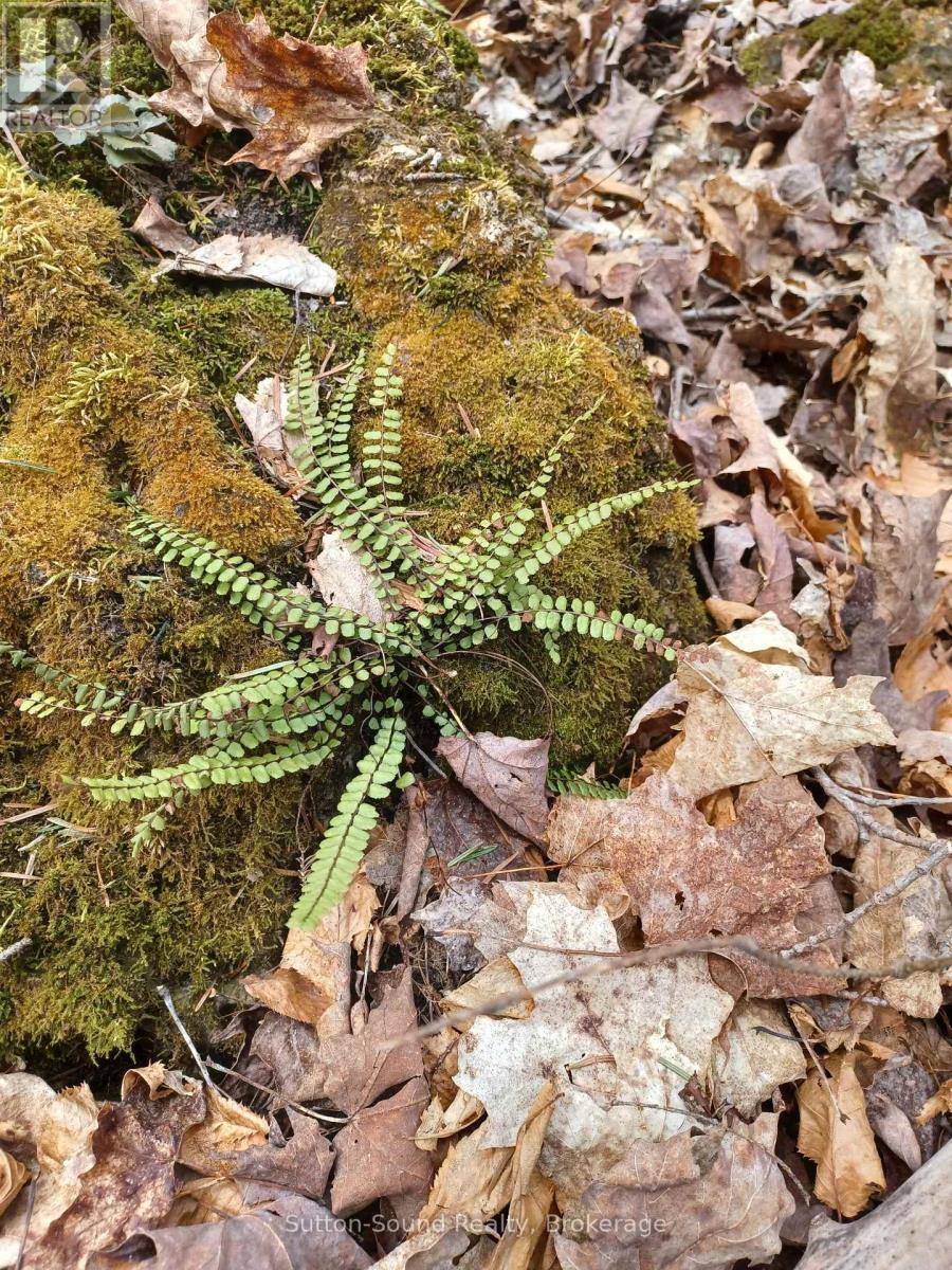 382309 Concession 17, Georgian Bluffs, ON