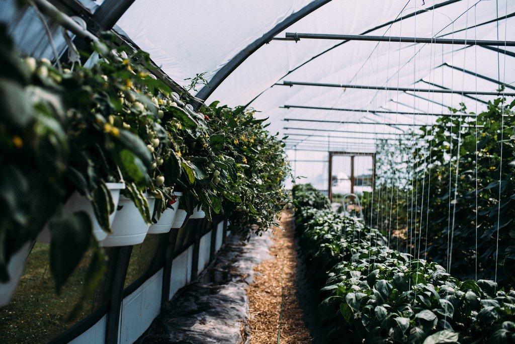 Greenhouse - 51B Rue Principale N., Saint-Bruno-De-Guigues, QC - Outdoor