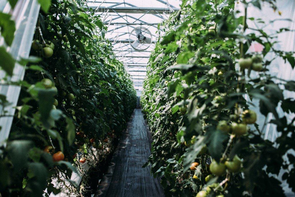 Greenhouse - 51B Rue Principale N., Saint-Bruno-De-Guigues, QC - Outdoor